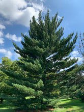 Load image into Gallery viewer, Eastern White Pine | The Jonsteen Company