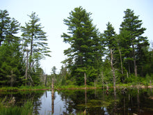 Load image into Gallery viewer, Eastern White Pine | The Jonsteen Company