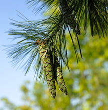 Load image into Gallery viewer, Eastern White Pine | The Jonsteen Company