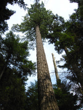 Load image into Gallery viewer, Eastern White Pine | The Jonsteen Company