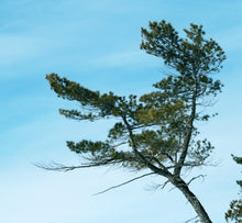 Load image into Gallery viewer, Eastern White Pine | The Jonsteen Company