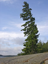 Load image into Gallery viewer, Eastern White Pine | The Jonsteen Company