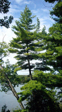 Load image into Gallery viewer, Eastern White Pine | The Jonsteen Company