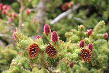 Load image into Gallery viewer, Engelmann Spruce | Lot of 30 Tree Seedlings | The Jonsteen Company