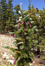 Load image into Gallery viewer, Engelmann Spruce | Small Tree Seedling | The Jonsteen Company