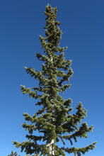 Load image into Gallery viewer, Engelmann Spruce | Lot of 30 Tree Seedlings | The Jonsteen Company