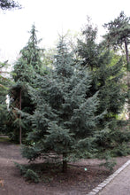 Load image into Gallery viewer, Engelmann Spruce | Small Tree Seedling | The Jonsteen Company