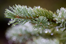 Load image into Gallery viewer, Engelmann Spruce | Small Tree Seedling | The Jonsteen Company
