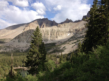 Load image into Gallery viewer, Engelmann Spruce | Small Tree Seedling | The Jonsteen Company
