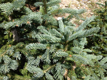 Load image into Gallery viewer, Engelmann Spruce | Small Tree Seedling | The Jonsteen Company