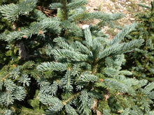 Load image into Gallery viewer, Engelmann Spruce | Lot of 30 Tree Seedlings | The Jonsteen Company