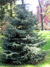 Load image into Gallery viewer, Engelmann Spruce | Small Tree Seedling | The Jonsteen Company