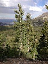 Load image into Gallery viewer, Engelmann Spruce | Lot of 30 Tree Seedlings | The Jonsteen Company