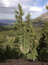 Load image into Gallery viewer, Engelmann Spruce | Small Tree Seedling | The Jonsteen Company
