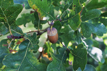 Load image into Gallery viewer, English Oak | Medium Tree Seedling | The Jonsteen Company
