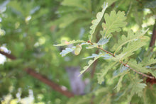 Load image into Gallery viewer, English Oak | Medium Tree Seedling | The Jonsteen Company