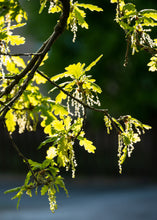 Load image into Gallery viewer, English Oak | Medium Tree Seedling | The Jonsteen Company