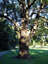 Load image into Gallery viewer, English Oak | Medium Tree Seedling | The Jonsteen Company