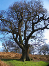 Load image into Gallery viewer, English Oak | Medium Tree Seedling | The Jonsteen Company