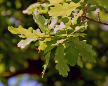 Load image into Gallery viewer, English Oak | Medium Tree Seedling | The Jonsteen Company