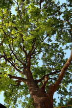 Load image into Gallery viewer, English Oak | Medium Tree Seedling | The Jonsteen Company
