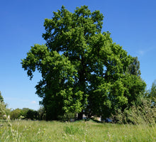 Load image into Gallery viewer, English Oak | Medium Tree Seedling | The Jonsteen Company