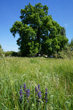Load image into Gallery viewer, English Oak | Medium Tree Seedling | The Jonsteen Company