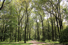 Load image into Gallery viewer, English Oak | Medium Tree Seedling | The Jonsteen Company