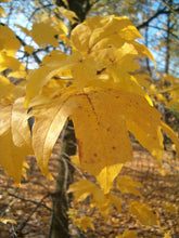 Load image into Gallery viewer, Florida Maple | Medium Tree Seedling | The Jonsteen Company