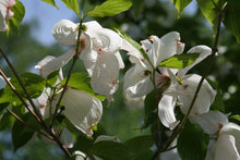 Load image into Gallery viewer, Flowering Dogwood | Seed Grow Kit | The Jonsteen Company