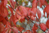 Flowering Dogwood | Seed Grow Kit | The Jonsteen Company