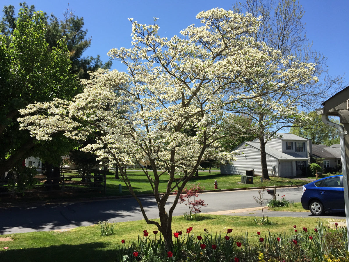 plant dogwood near house Flowering Dogwood