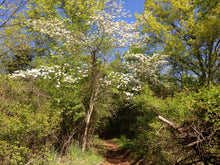 Load image into Gallery viewer, Flowering Dogwood | Seed Grow Kit | The Jonsteen Company