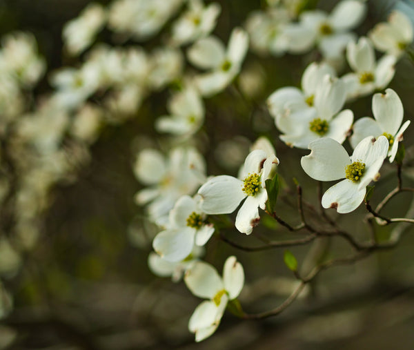 Flowering Dogwood | Seed Grow Kit