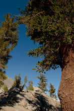 Load image into Gallery viewer, Foxtail Pine | Small Tree Seedling | The Jonsteen Company
