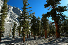 Load image into Gallery viewer, Foxtail Pine | Small Tree Seedling | The Jonsteen Company