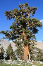 Load image into Gallery viewer, Foxtail Pine | Small Tree Seedling | The Jonsteen Company