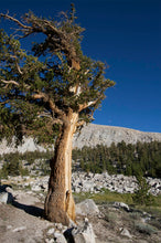 Load image into Gallery viewer, Foxtail Pine | Small Tree Seedling | The Jonsteen Company