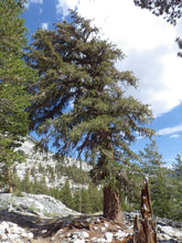 Load image into Gallery viewer, Foxtail Pine | Small Tree Seedling | The Jonsteen Company