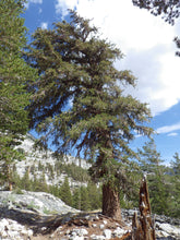 Load image into Gallery viewer, Foxtail Pine | Medium Tree Seedling | The Jonsteen Company