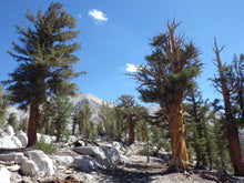 Load image into Gallery viewer, Foxtail Pine | Small Tree Seedling | The Jonsteen Company