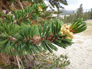Foxtail Pine | Small Tree Seedling | The Jonsteen Company