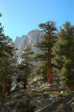Load image into Gallery viewer, Foxtail Pine | Small Tree Seedling | The Jonsteen Company
