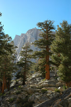 Load image into Gallery viewer, Foxtail Pine | Medium Tree Seedling | The Jonsteen Company