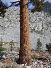 Load image into Gallery viewer, Foxtail Pine | Small Tree Seedling | The Jonsteen Company