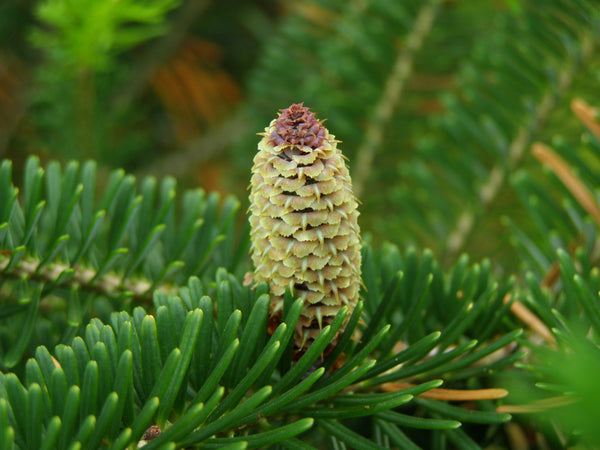 Christmas Tree | Fraser Fir | The Jonsteen Company