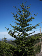 Load image into Gallery viewer, Fraser Fir | Small Tree Seedling | The Jonsteen Company