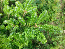Load image into Gallery viewer, Fraser Fir | Small Tree Seedling | The Jonsteen Company