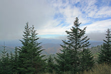 Load image into Gallery viewer, Fraser Fir | Small Tree Seedling | The Jonsteen Company