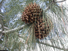 Load image into Gallery viewer, Ghost Pine | Medium Tree Seedling | The Jonsteen Company